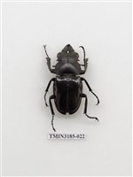 藏品(鬼艷鍬形蟲)的圖片